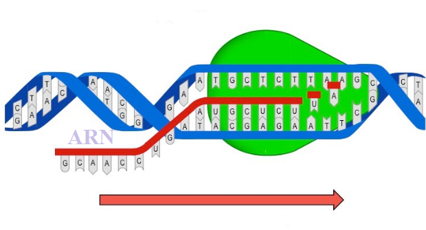 Tổng hợp ARN dựa trên ADN