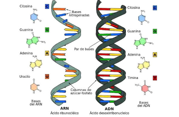 Giải bài tập Bài 20 Thực hành Quan sát và lắp mô hình ADN  Chương 3 ADN  và Gen  SGK môn Sinh học lớp 9 đầy đủ chính xác và